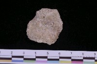 藏品(反轉偏口蛤)的圖片